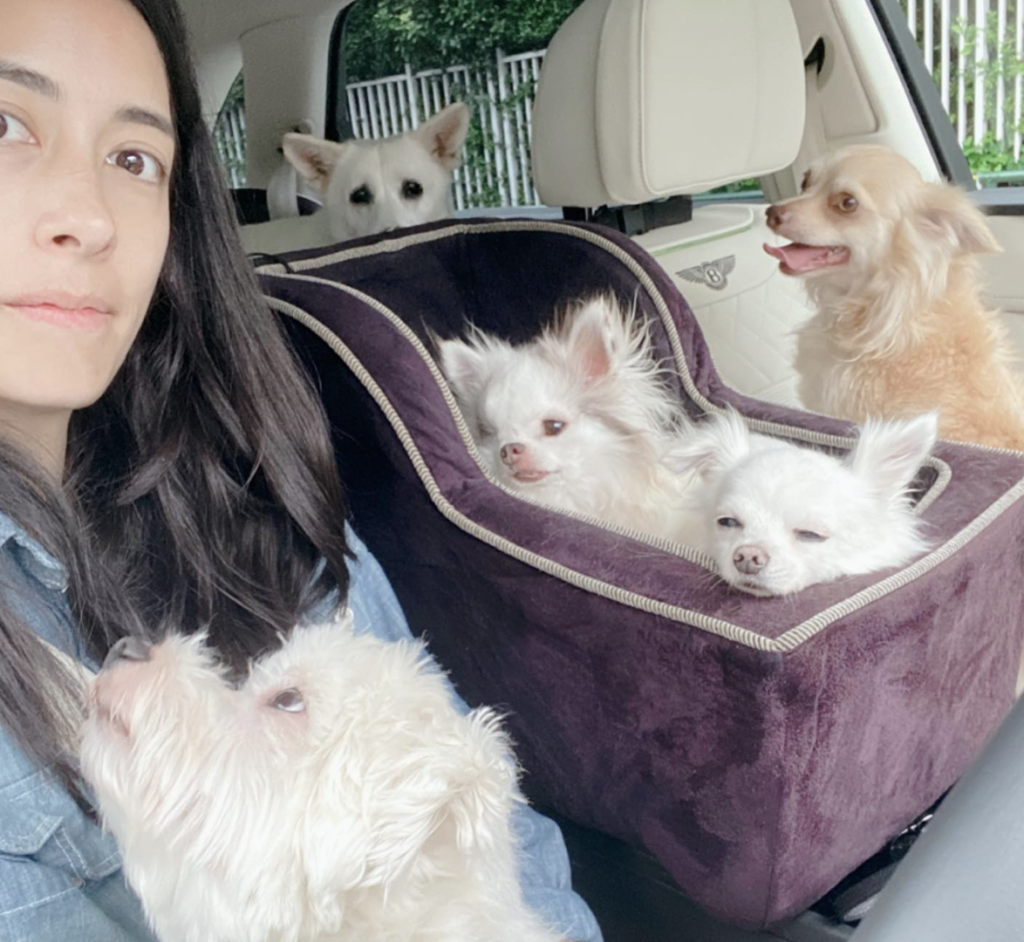 森泉 ペット 自宅